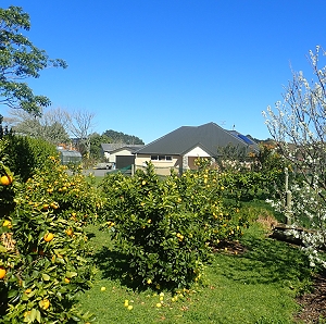 Walk thru the orchard at Joneseez Bnb